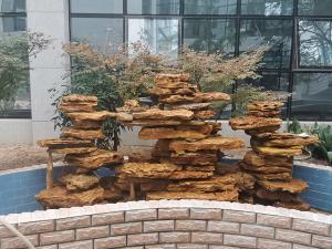 小型庭院91视频APP官网